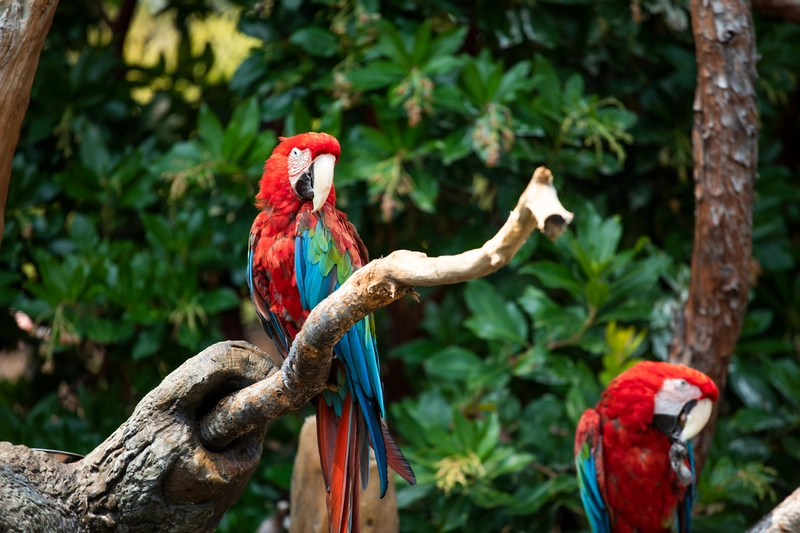 Palo Alto Junior Museum & Zoo